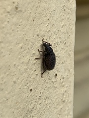 Otiorhynchus rugosostriatus