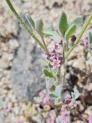 Homalocarpus digitatus