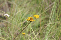 Alloispermum scabrum