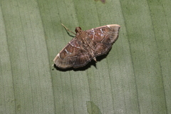 Lamprosema pelealis