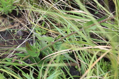 Alloispermum scabrum