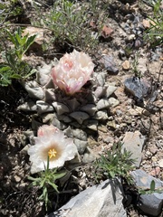 Ariocarpus retusus
