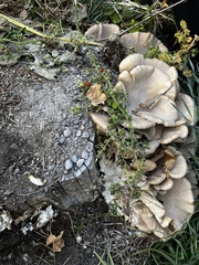 Pleurotus ostreatus