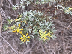 Acmispon dendroideus dendroideus