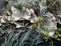 Pleurotus ostreatus