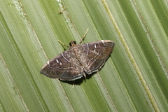 Lamprosema pelealis