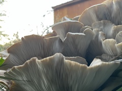 Pleurotus ostreatus