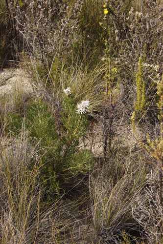 Image of Paranomus dregei by (c) Tony Rebelo, some rights reserved (CC BY-SA)