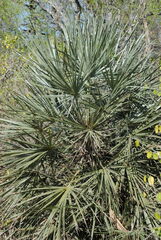 Coryphoideae