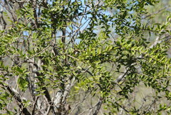 Aspidosperma triternatum
