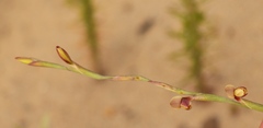 Hesperantha radiata