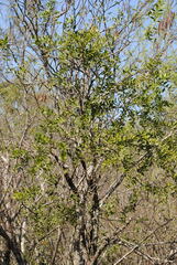 Aspidosperma triternatum