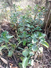 Kalanchoe densiflora