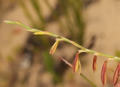 Hesperantha radiata
