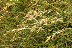 Festuca rubra