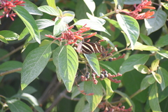 Heliconius charithonia vazquezae