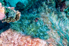 Ophioblennius macclurei