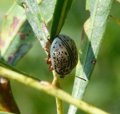 Calligrapha multipunctata