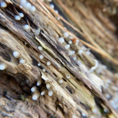 Helicogloea compressa