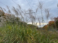 Miscanthus sinensis