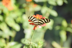 Heliconius charithonia vazquezae