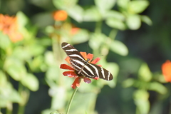 Heliconius charithonia vazquezae