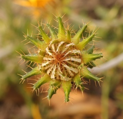 Berkheya barbata