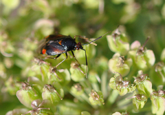 Deraeocoris ruber