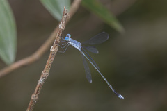 Lestes praemorsus
