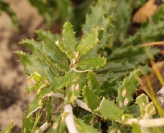 Berkheya barbata