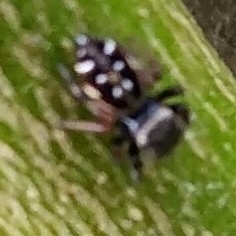 Paraphidippus