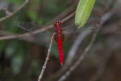 Rhodothemis rufa