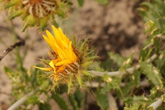 Berkheya barbata