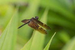 Rhyothemis obsolescens