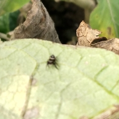 Paraphidippus