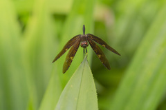 Rhyothemis obsolescens