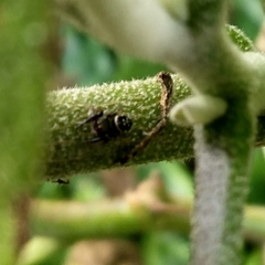 Paraphidippus
