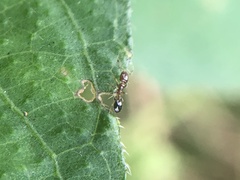 Xenomyrmex floridanus