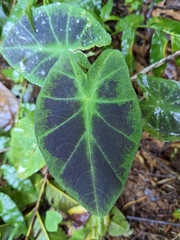 Colocasia