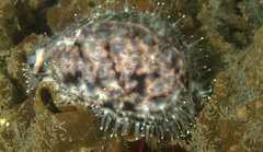 Cypraea tigris