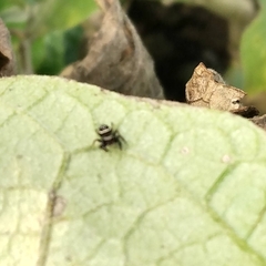 Paraphidippus