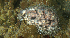 Cypraea tigris