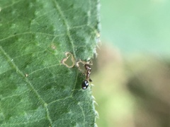 Xenomyrmex floridanus