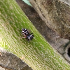 Paraphidippus