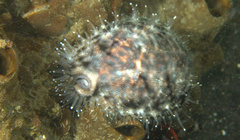 Cypraea tigris