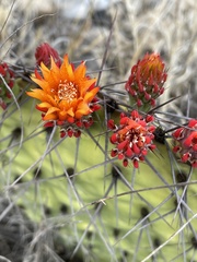 Opuntia stenopetala