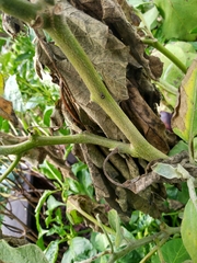 Paraphidippus