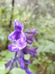 Salvia concolor