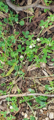Trifolium tomentosum