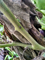 Paraphidippus